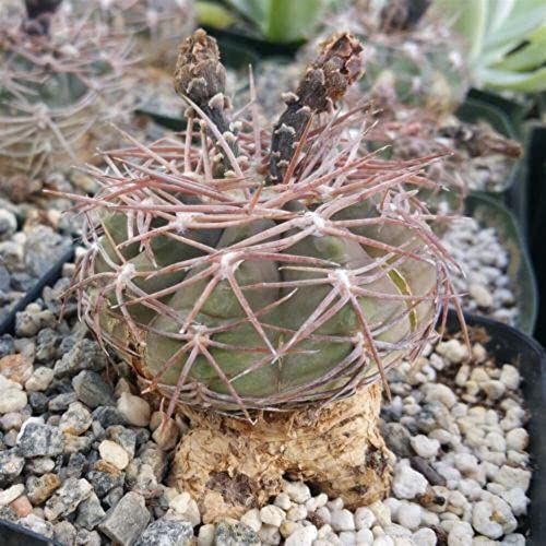 Gymnocalycium riojense Cacti Cactus Succulent Real Live Plant