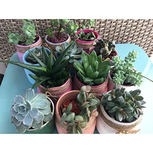 Fertilizante Adubo Para Suculenta Npk 10 10 10-300g