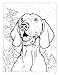 AKC Ultimate Dog Coloring Book: Color and Learn About the Golden Retriever, French Bulldog, German Shepherd Dog, and Other Popular Breeds (Design Originals) Stickers, Photos, and Coloring for All Ages