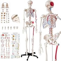 tectake® Life-Size Anatomical Skeleton Model with Removable Limbs & Flexible Joints, Detailed Human Skeleton Model, Incl. 3 Human Anatomy Posters of Bones & Muscles, Stand with Wheeled Base - 180 cm