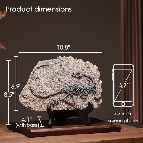 Image of 1st Heaven Resin Dinosaur Fossil Sculpture - Realistic Dinosaur Skeleton for Desk & Wall Display, Prehistoric Jurassic-Era Dino Decor, Unique Gift for Dino Lovers & Home Decor (Dromaeosaurus)