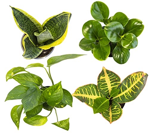 Essential Houseplant Collection (4Pk) Live Plants Indoor Plants Live Houseplants In Plant Pots, Easy House Plants Indoors Live, Snake Plant, Pothos In Potting Soil, Clean Air Plants By Plants For Pets #TOP1