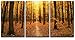 wall26 - 3 Piece Canvas Wall Art - Autumn Trees in The Forest - Modern Home Decor Stretched and Framed Ready to Hang - 24"x36"x3 Panels