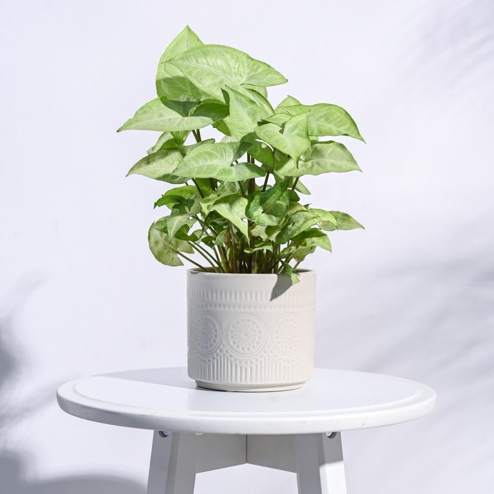 UGAOO Henna Ceramic Pot |Indoor Ceramic Planter for Home, Office, Garden, Balcony - Ivory (4 Inch) (B0CTTWTKY9) Amazon Price History, Amazon Price Tracker