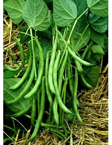 Golden Hills Farm Hybrid High Yield Dwarf French Bean Vegetable 50+ seeds (B0965VPYBP) Amazon Price History, Amazon Price Tracker