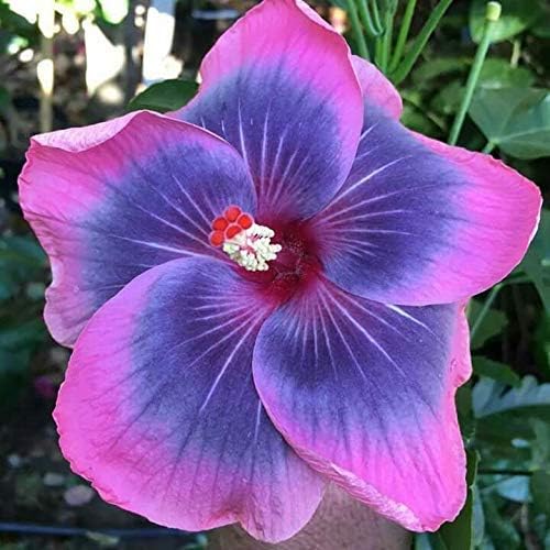 Gurveplantationi® Hibiscus pink blue Color Flower Plant Live with Black Plastic Pot.