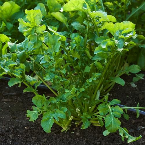 Burpee Rocket Arugula Seeds - Fast-Growing, Peppery Salad Greens