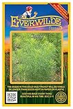 Everwilde Farms - 1000 Cumin Herb Seeds - Gold Vault Jumbo Seed Packet