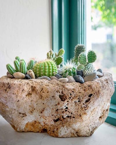 El mejor review de Gravilla volcánica en jardineras más recomendados. 23 Imagen adicional