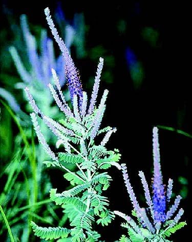 Planta de plomo (Amorpha canescens), paquete de semillas, verdadera semilla nativa
