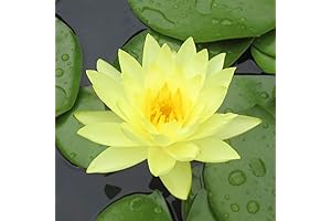 Live Water Lilies for Your Pond Oasis
