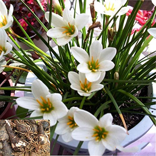 snowdrops Bulbs for Planting Now Spring Flowering Bulbs Double Single snowdrops Bulbs Spring Flowering Bulb Collection Pack Wild Daffodil snowdrops Bulbs in The Green .(Diameter: 5cm.Ten Bulbs)
