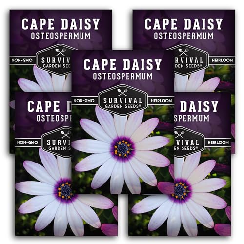 Cape Daisy Seeds for Planting - Grow White & Purple Osteospermum Daisy Plants in Your Home Flower Garden - Non-GMO Heirloom Variety - Survival Garden Seeds (5 Packs)