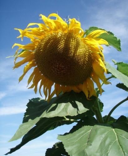 50 GIANT TITAN Sunflower seeds. HUGE