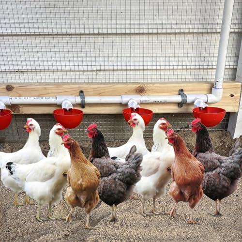 LOLYSIC 36PCS Chicken Waterer PVC Tee Fittings for Threaded Poultry Nipples Chicken Water Drinker and Feeder Cups, Fully Automatic Poultry Waterers - Thumbnail 6