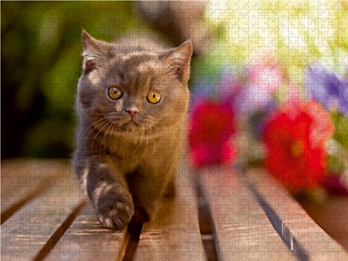 CALVENDO Puzzle 'Bärige Schmusetiger' – 1000 Teile, 64 X 48 Cm, Hochwertiges Foto-Puzzle