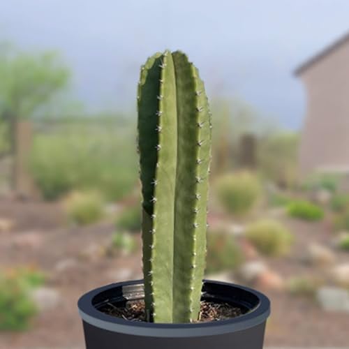 Miniatura 4 de Cactus Outlet - Senita Live Cactus, plantas de cactus vivas, plantas vivas para uso en interiores y exteriores, 12 a 18 pulgadas