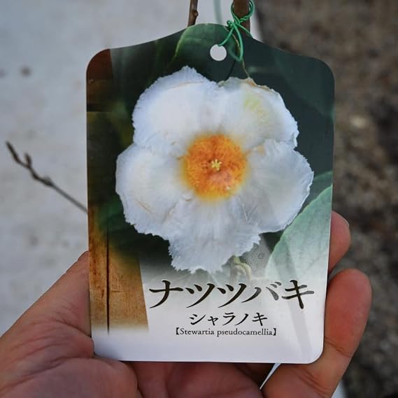 Amazon Co Jp シャラの木 白花 夏椿苗 Diy 工具 ガーデン