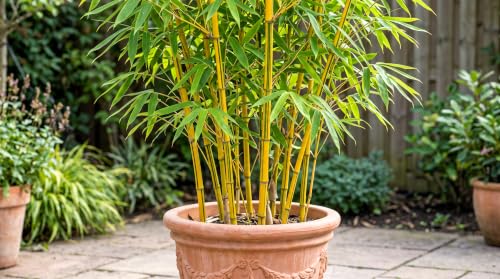 Image of Asian Yellow Lemon Bamboo Seeds- Air Purifier - Grow Indoor /Outdoor