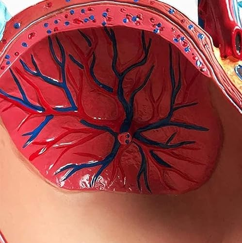 Modèle pelvis fœtus 9 mois avec structures anatomiques précises
