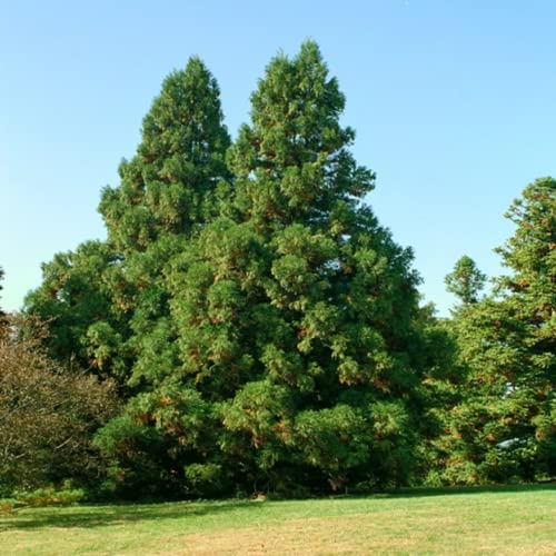 Chuxay Garden 50 Seeds Cryptomeria,Cryptomeria Japonica,Sugi,Japanese Cedar,Japanese Redwood Evergreen Tree Great For Bonsai Easy To Grow & Maintain #TOP10