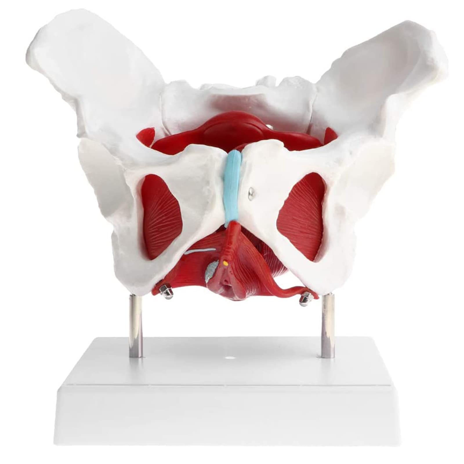 YNIYUJKL Life Size Female Pelvic Model For Anatomy - Anatomical Pelvis With Muscles For Classroom And Medical Display