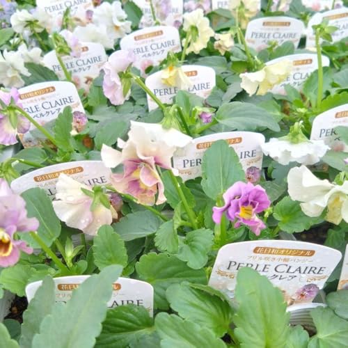 フリル咲きパンジー ペルクレア 花色おまかせ 3.5号ポット苗 花日和オリジナル (2株)のサムネイル