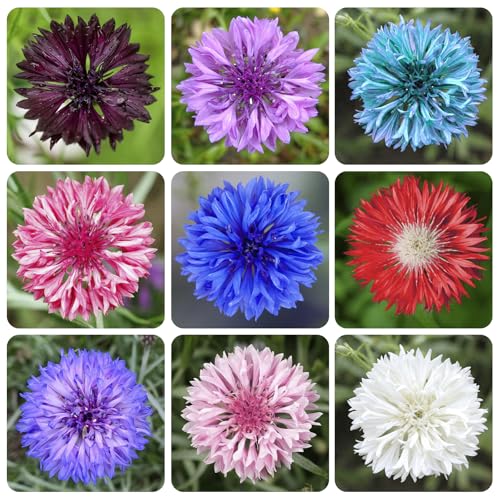 3200+ Mix Cornflower Seeds for Planting - Non-GMO Bachelor Button Flower Seeds Garden Outdoor Perennial Plant Seeds