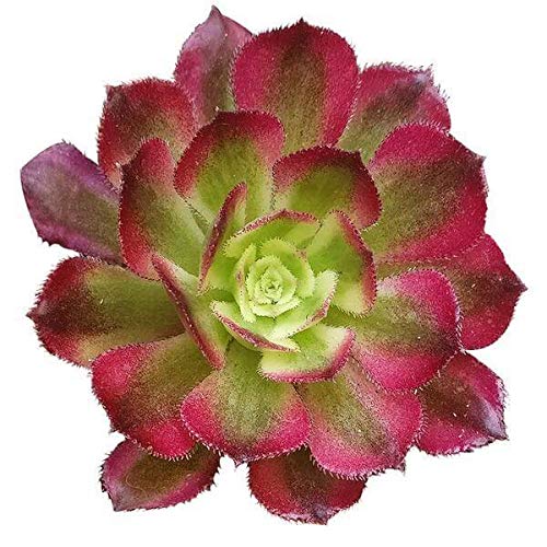 Aeonium Mardi Gras 4 Inch | Premium Colorful Collection Of Live Aeonium Succulent Plants | Healthy Rosettes Succulents Fully Rooted In 2/4/6 Inch Sizes | Mother's Day Gift Rare Varieties #TOP23