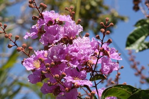 Miniatura 4 de 35LILA LUZ púrpura Crepe de Myrtle Lagerstroemia floración arbusto Bush Pequeño Árbol semillas
