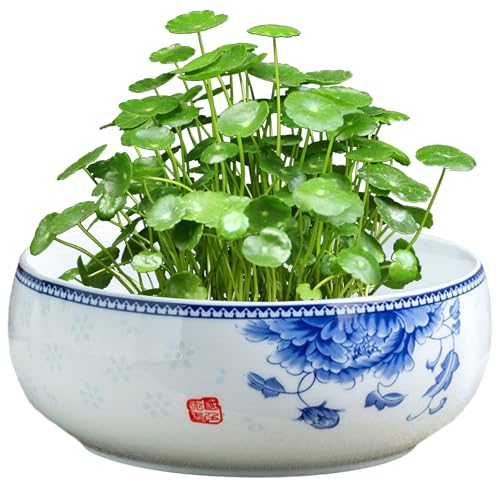 Otbushit Lotus Bowl Planter, Hydroponic Ceramic Planter with Wooden Stand