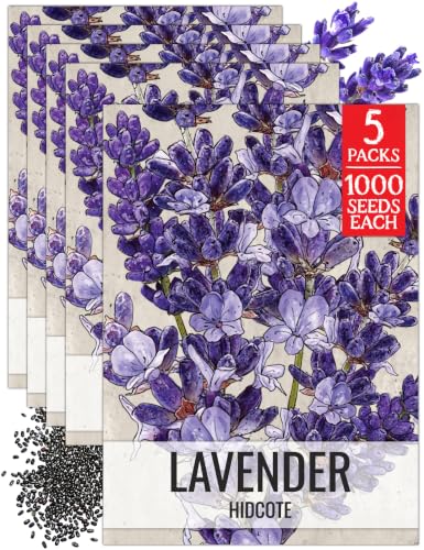 Seed Needs Herb Seeds to Plant Blue Hidcote Lavender Herbs 5 Packs