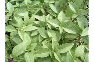 Thai Basil Plants: Enhance Your Culinary Creations