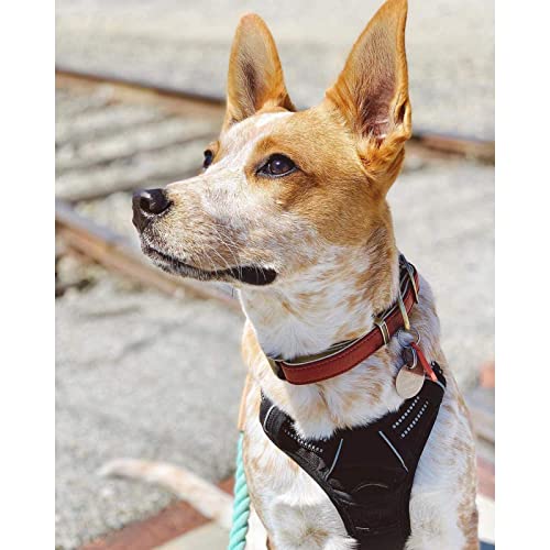 rabbitgoo No-Pull Dog Harness & Leash Set (Black, Medium) — view 8