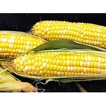 Early Sunglow Hybrid su Corn Seeds - Non-GMO
