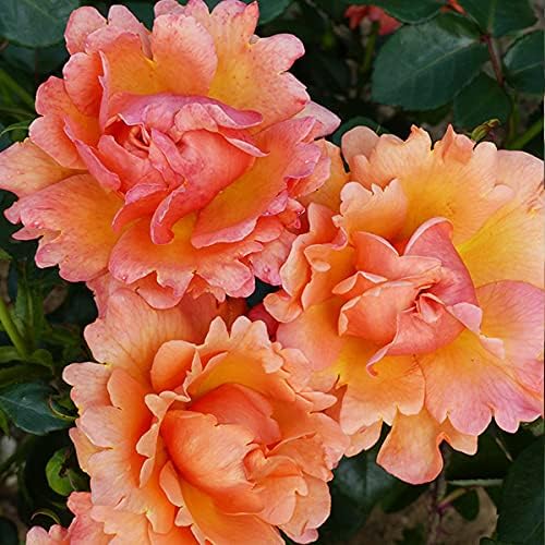 Nursery Live Hybrid Rose Flowering Plant (Fairy Land, Bud Grafted) Exotic 1 Live Flowering Plant