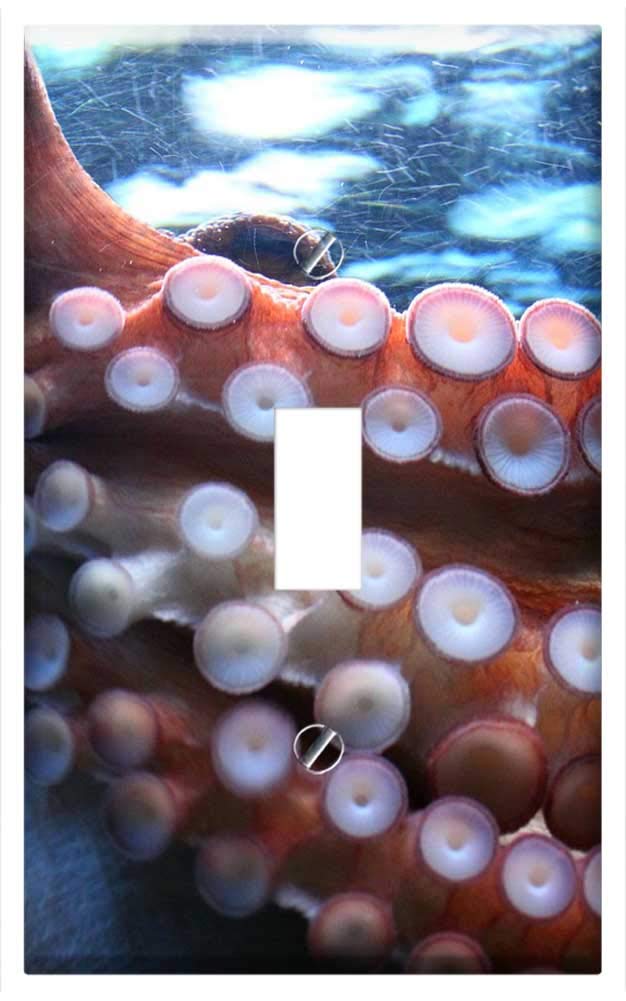 Squid Suction Cups