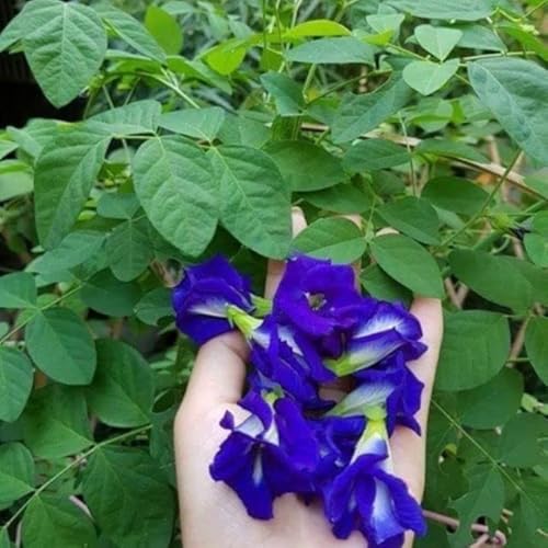 200 Butterfly Pea Flower Seeds - Local Us, Blue Butterfly Pea Vine Seeds, Organic, Non Gmo Seeds, (Clitoria Ternatea) Asian Pigeonwings -Tropical Vine Plant Seeds- Edible Flower Seeds #TOP3