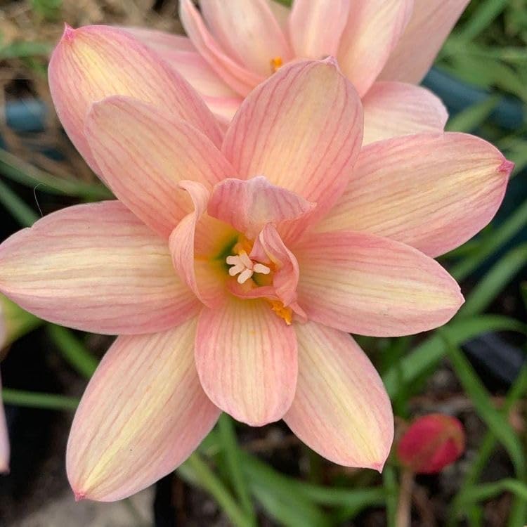 See full amazon price history chart for Ritz Farming® Rain lily double imported flowers bulbs | creamish pink color flower bulbs for home and Gardening Pack of 10 bulbs Ritz Farming® Rain lily double imported flowers bulbs | creamish pink color flower bulbs for home and Gardening Pack of 10 bulbs (B0D3418LPL) Amazon Price History, Amazon Price Tracker