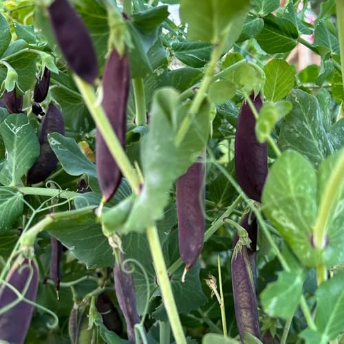 semi di piselli biologici - aiuole rialzate giardino cucina rari 100pcs