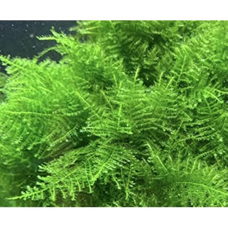 Amazon あおぞら市場 南米ウィローモス 約8cm 8cm無農薬 10g 水草 生体 あおぞら市場 生体水草 通販