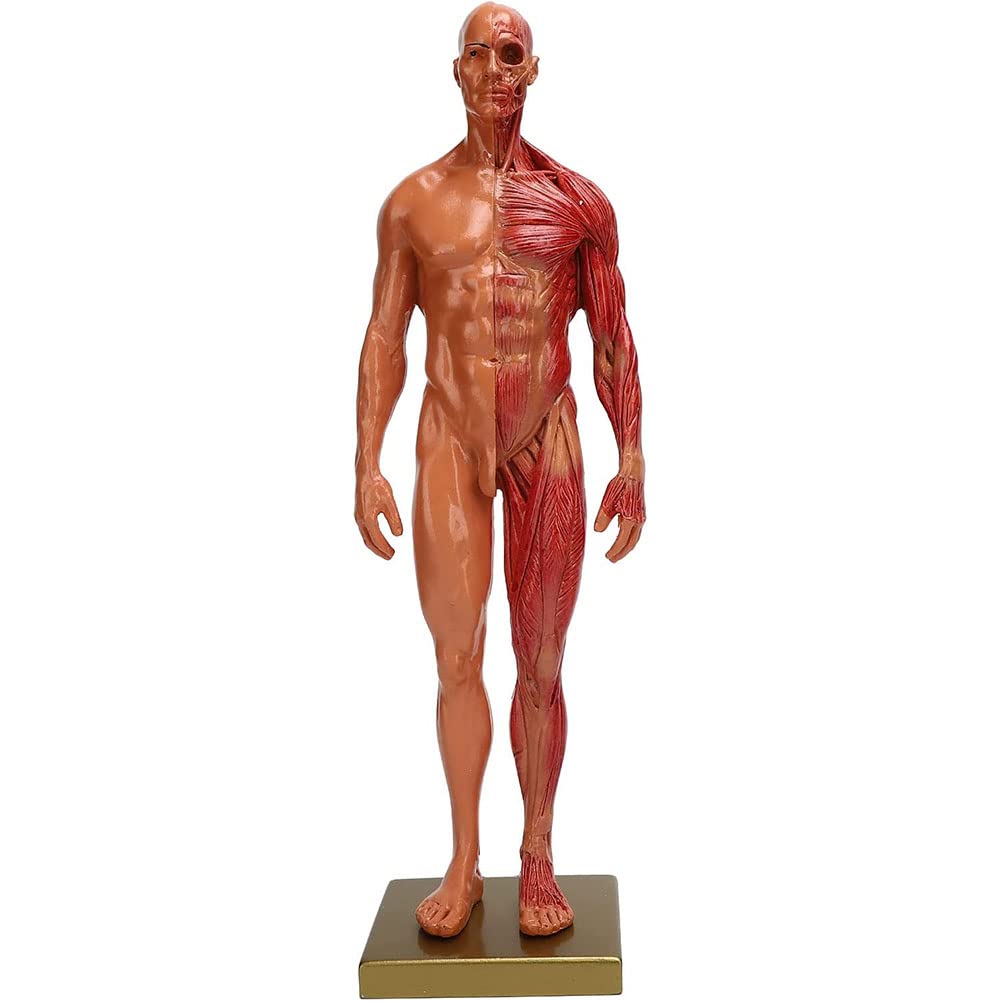 Maschio Anatomico Umano Anatomia Cranio Testa Corpo Modello Arte Figura Anatomica Muscolo Osso Modello Laboratorio Medico Modello di Riferimento Resina Muscolo Statua per Insegnamento 30 cm