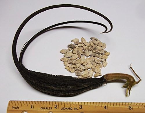 Miniatura 3 de Garra del Diablo - Proboscidea parviflora 20 semillas (cultivadas orgánicamente)