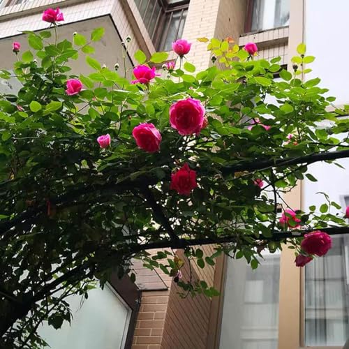 Arche de mariage extérieure en métal et pergola de jardin réglable - 6
