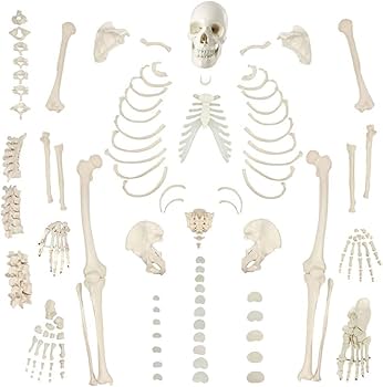 人体模型の骨格分離モデル Amazon.co.jp: EUSTOMA 170cm人体全身骨格模型 骨格分離モデル