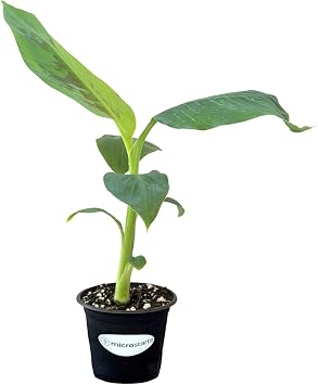 Dwarf Cavendish Banana Plant - 1 Plant - 4 inch Tissue Culture Edible Tropical Plant