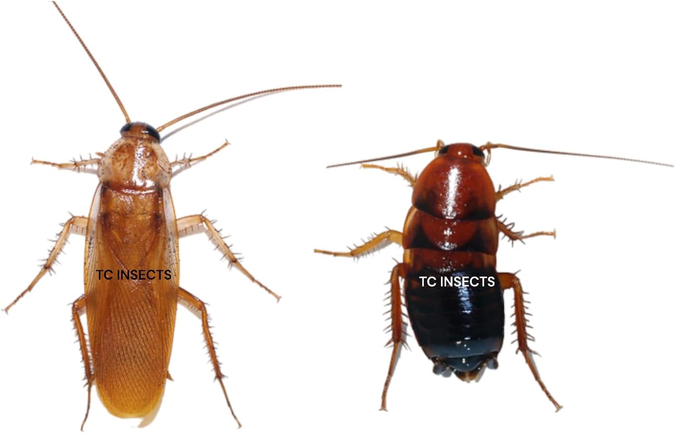 50+ Adults | Red Runner Roaches/Blatta Lateralis Rusty Red Turkish Turkestan Live Feeder Insects Cockroach Starter Colony Cricket Replacement 7/8"