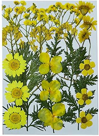 Uokwiwi Real Dried Pressed Flowers Assorted Colorful Daisies Leaves Hydrangeas for Art Craft DIY - 1 Pack Size 6