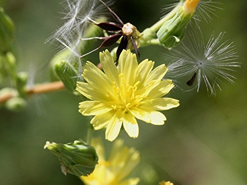 Earthcare Seeds Wild Lettuce 50 Seeds (Lactuca Virosa) Heirloom - Non Gmo - Open Pollinated #TOP1