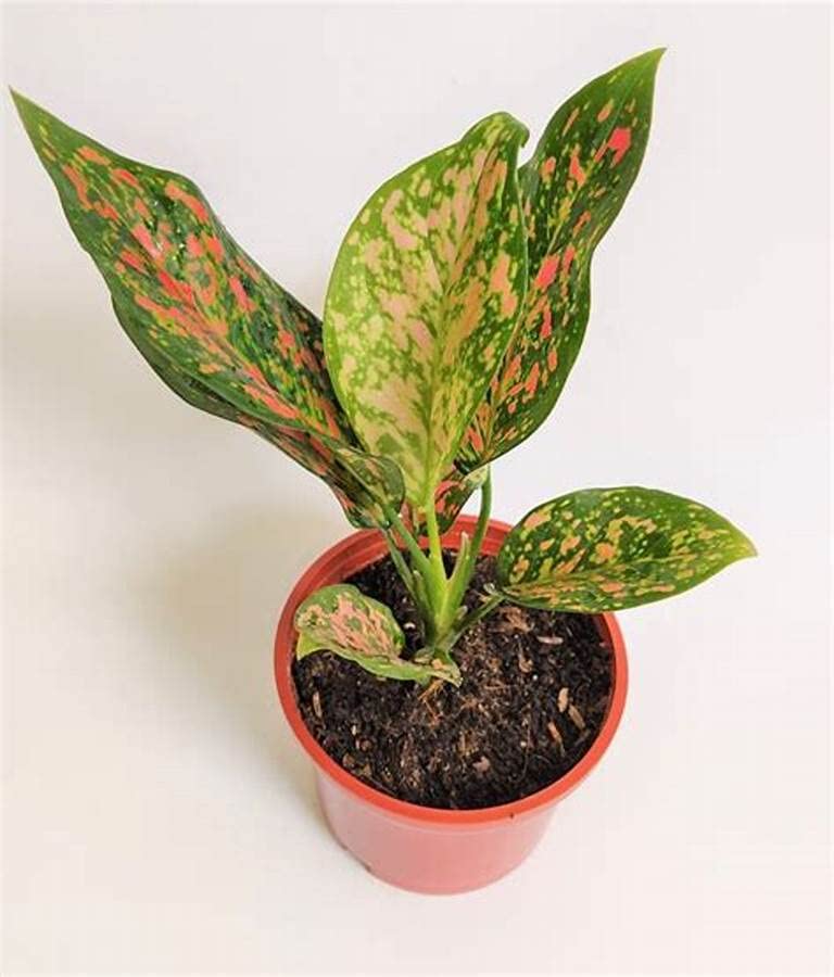Mphmi Live Plant Nursery NCR Aglaonema Tiara, Aglaonema Pink Panther - Plant